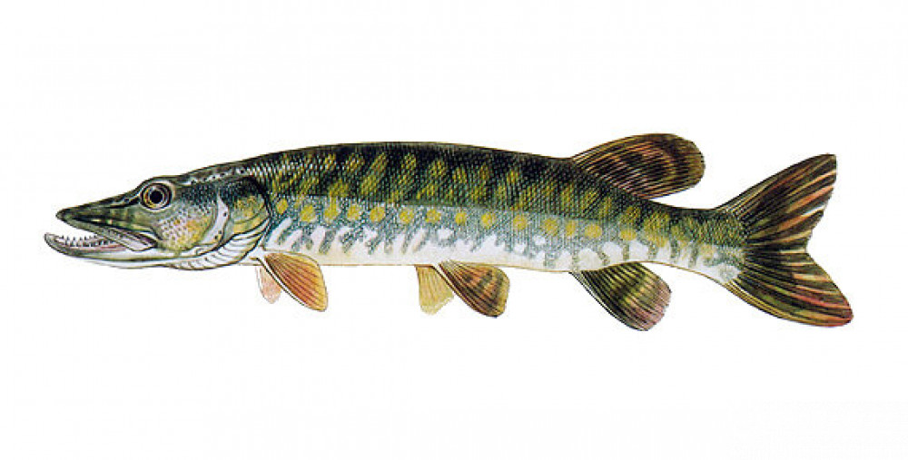 Štikové streamery