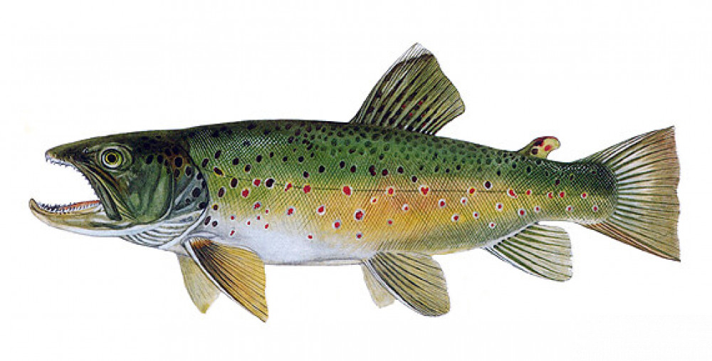 Pstruhové streamery