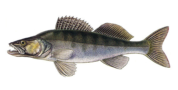 Candátové streamery