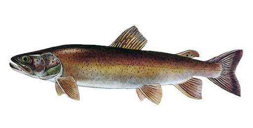 Hlavatkové & Taimenové streamery