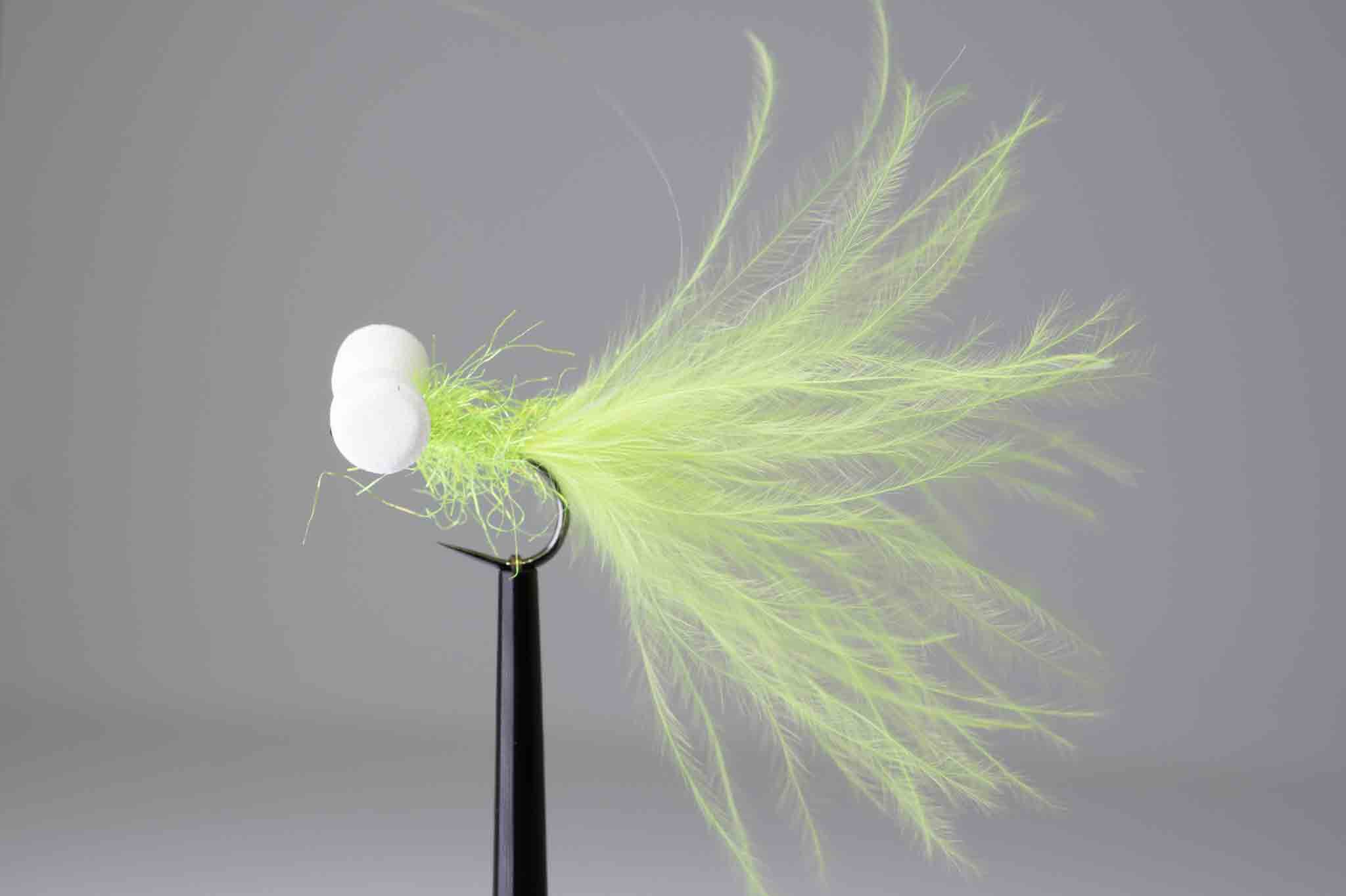 Chartreuse booby