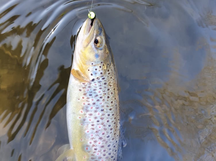 Vláčecí lura - Montana č.2