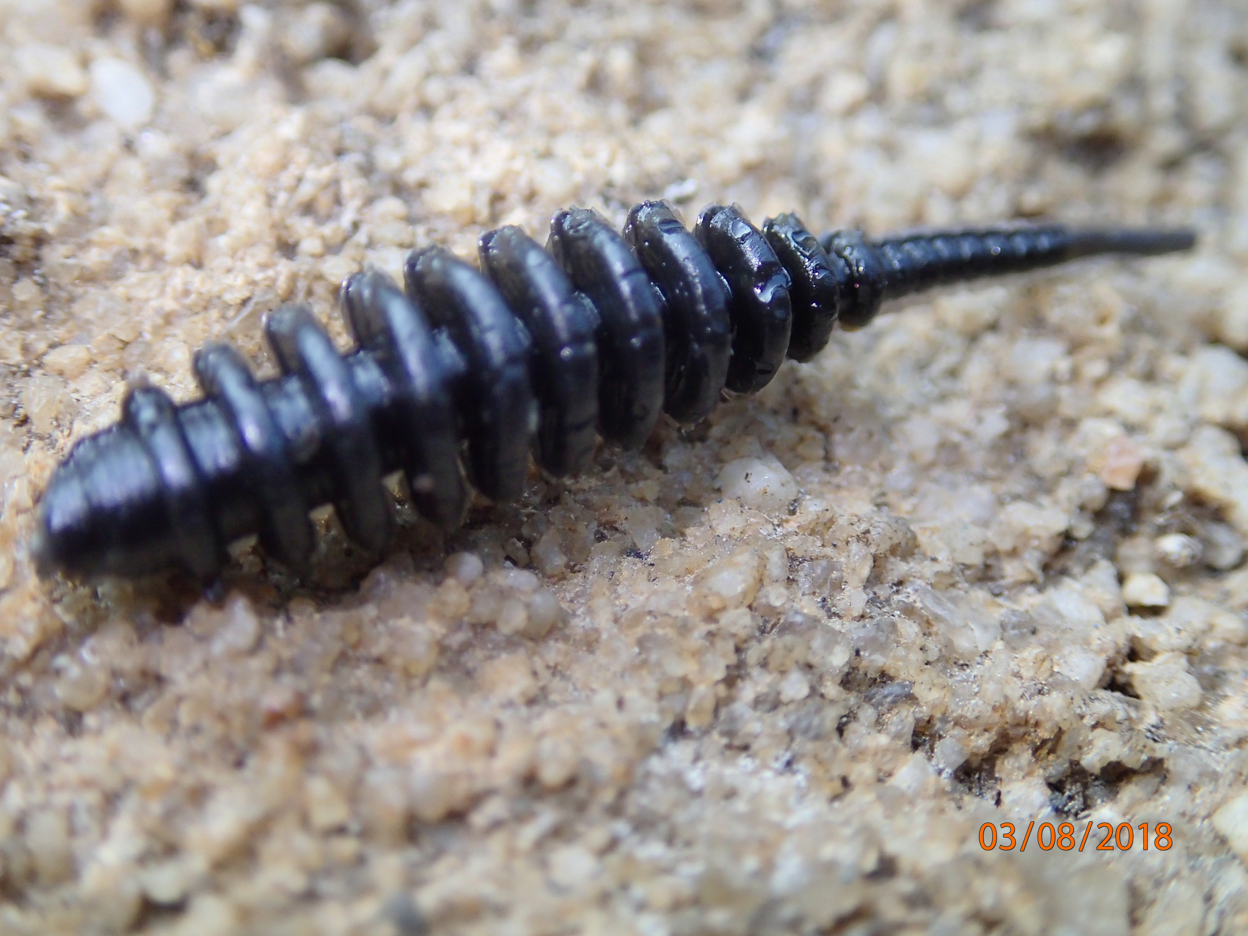  Sýrak v dipu 50mm - barva černá - 10ks v balení