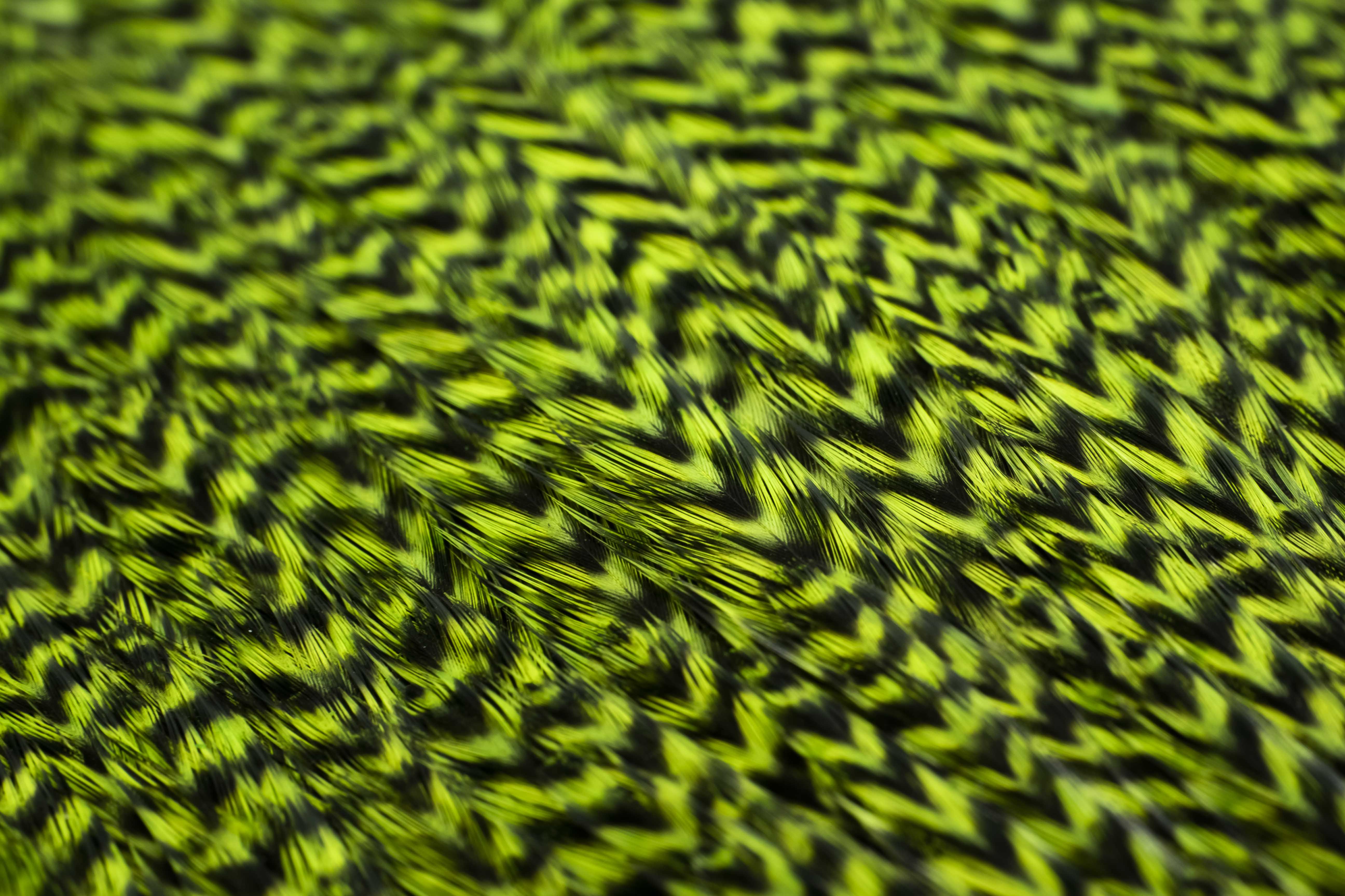 Skalp z kohouta - Chartreuse Grizzly, kvalita A