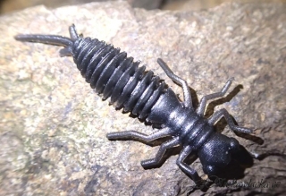 Stonefly nymph - černá