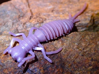 Stonefly nymph - fialová