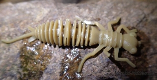 Stonefly nymph - hnědá