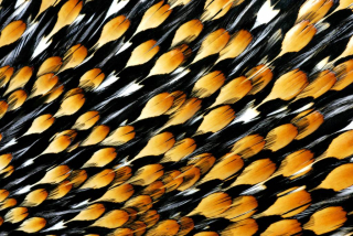 Jungle cock trhaný vel. M - 10 ks