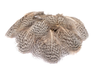 Koroptev - hrudní peří, 30 ks