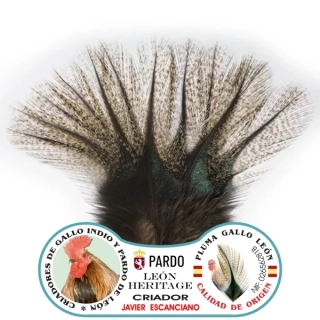 Gallo de Leon - Bronze Grade Corzuno Light