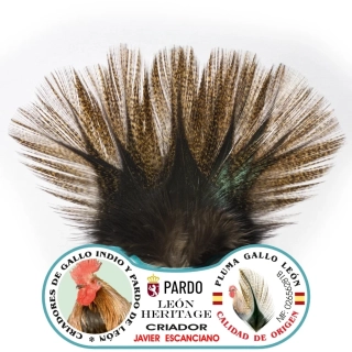 Gallo de Leon - Bronze Grade Corzuno Medium