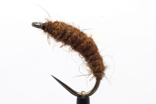 Dark brown killer bug